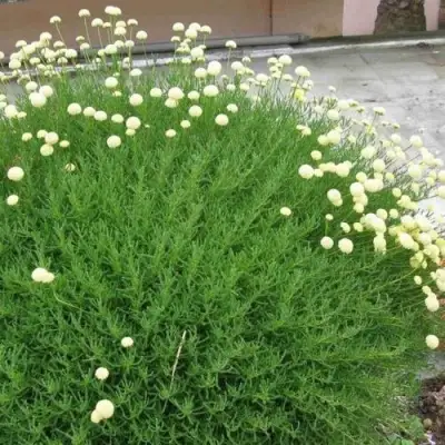 Сантолина зеленеющая в Слониме