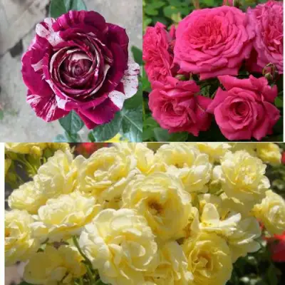 Комплект РОЗОВЫЙ АКЦЕНТ в Слониме