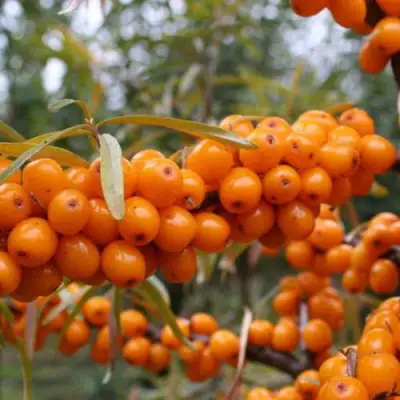 Облепиха РОСИНКА в Слониме