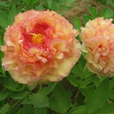 Пион ЗОЛОТАЯ РОССЫПЬ древовидный в Слониме