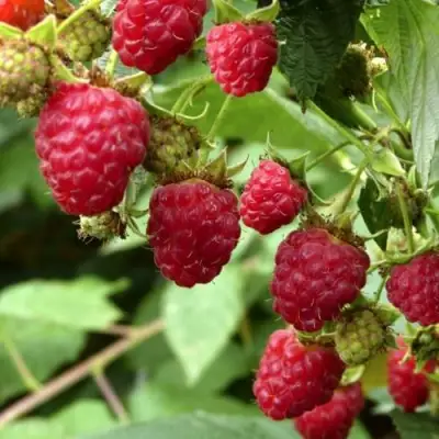 Малина ПРИМАРА в Слониме