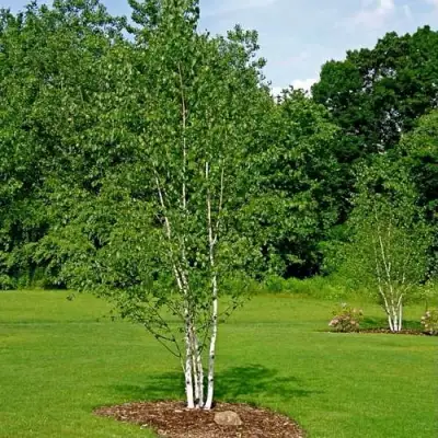 Береза бумажная в Слониме