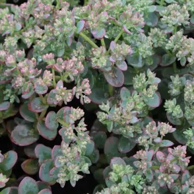 Очиток (седум) САНСПАРКЛЕР ЛАЙМ ЗИНГЕР в Слониме