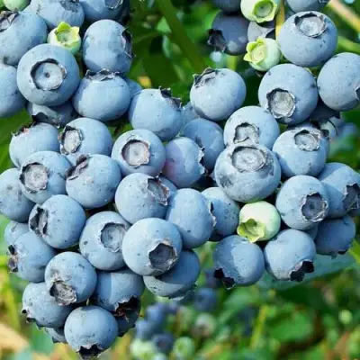 Голубика ПУРУ в Слониме