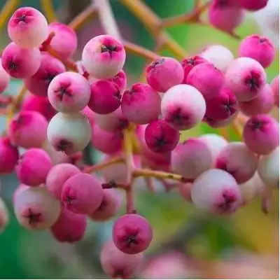 Рябина ПИНК сладкоплодная в Слониме