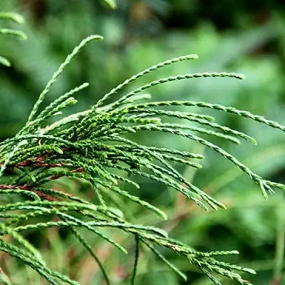 Туя ВИПКОРД складчатая в Слониме