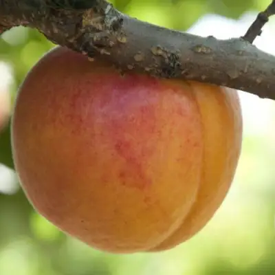  АПРИУМ в Слониме