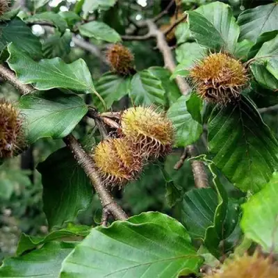 Бук обыкновенный в Слониме