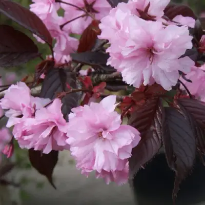 Сакура РОЯЛ БУРГУНДИ в Слониме