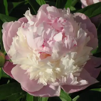 Пион ЩЕРБЕТ травянистый в Слониме