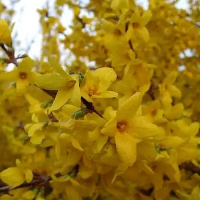 Форзиция ТАРАНДТ промежуточная в Слониме