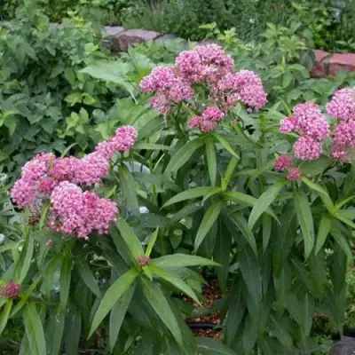 Ваточник МЯСО-КРАСНЫЙ в Слониме