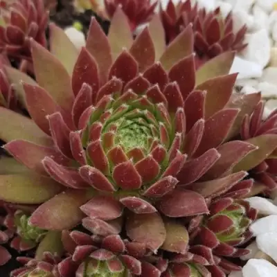 Молодило ЛЮФТШПРУНГ в Слониме