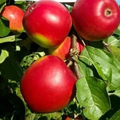 Яблоня РЕДФРИ в Слониме