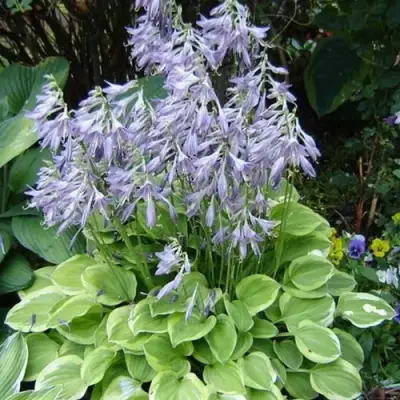 Хоста ГОЛДЕН ТИАРА в Слониме