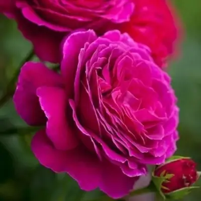 Роза МАЛИНОВЫЙ ЗВОН чайно-гибридная в Слониме