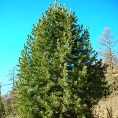 Сосна кедровая сибирская в Слониме