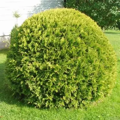 Туя ДАНИКА АУРЕА западная в Слониме