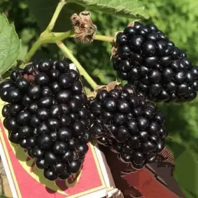 Ежевика ПРАЙМ АРК 45 ремонтантная   в Слониме