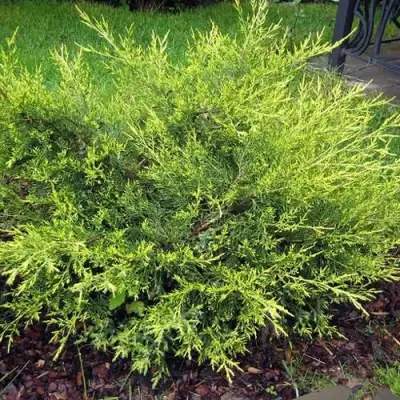 Можжевельник КУРИВАО ГОЛД китайский в Слониме