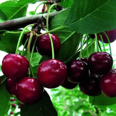 Дюк ЖИВИЦА (ЧЕРЕВИШНЯ) в Слониме