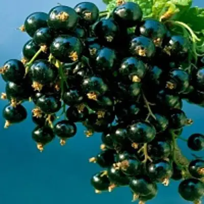 Смородина чёрная ИЗЮМНАЯ в Слониме