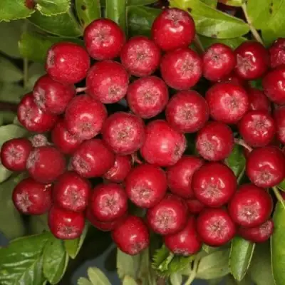 Рябина РУБИНОВАЯ сладкоплодная в Слониме