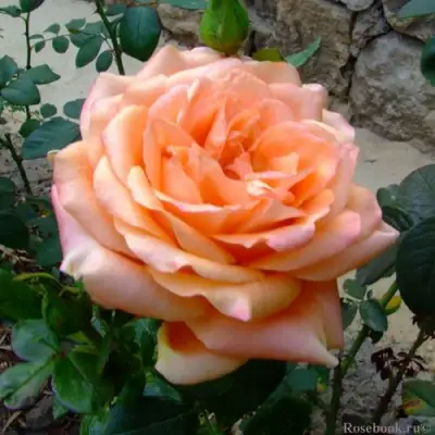 Роза ЭЛЬДОРАДО чайно-гибридная в Слониме