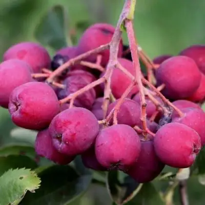 Рябина ДЕСЕРТНАЯ МИЧУРИНА сладкоплодная в Слониме
