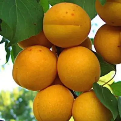 Абрикос ОНТАРИО в Слониме