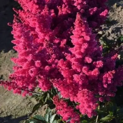 Астильба ЛАКИ ДЕЙ Арендса в Слониме