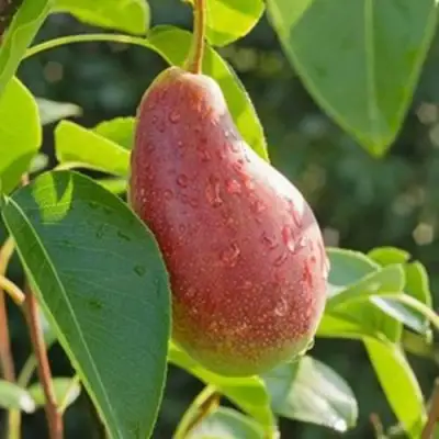 Груша ЯКОВЛЕВСКАЯ в Слониме