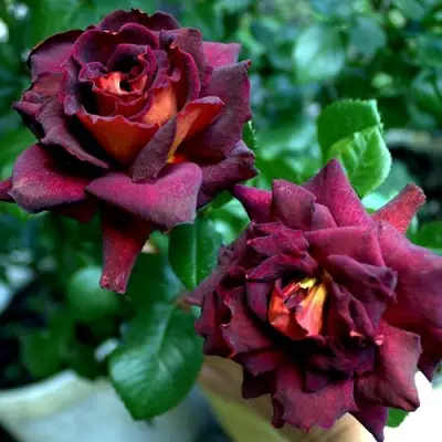 Роза ЭДДИ МИТЧЕЛЛ чайно-гибридная в Слониме