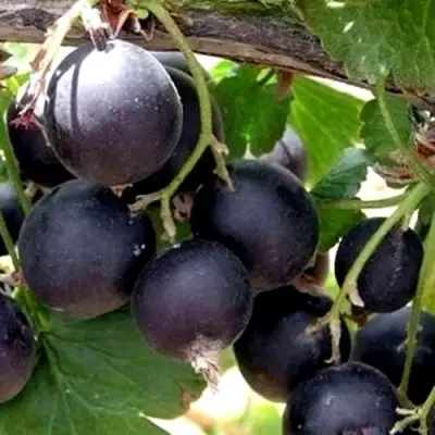 ЙОШТА в Слониме