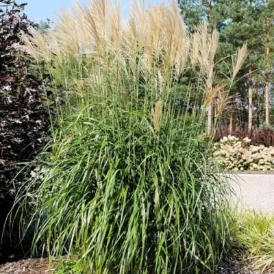 Мискантус ВАНИЛЛА СКАЙ китайский в Слониме