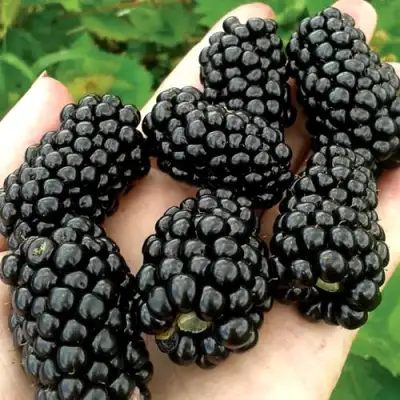 Ежевика ПРАЙМ АРК ФРИДОМ ремонтантная  в Слониме