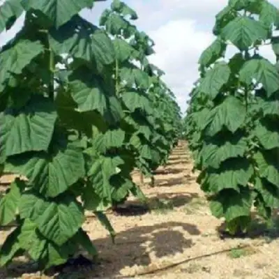 Павловния ПАО ТОГН Z07 в Слониме