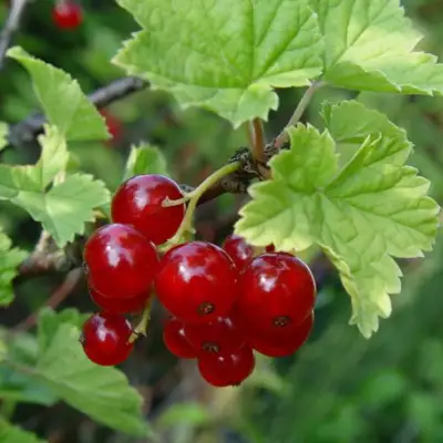 Смородина альпийская ШМИДТ в Слониме
