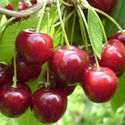 Черешня СИНЯВСКАЯ в Слониме