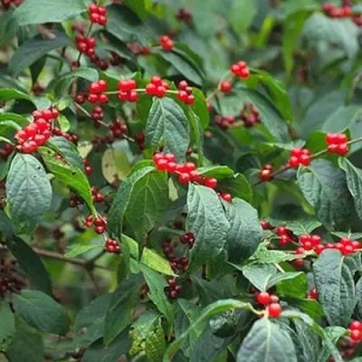 Жимолость МААКА в Слониме