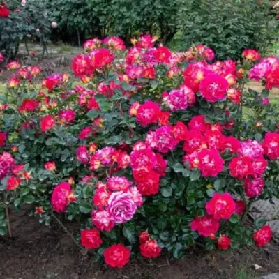 Роза БРЕРА флорибунда в Слониме