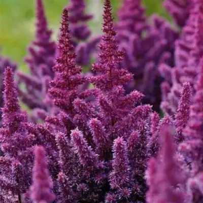 Астильба ПЕПЛ РЕЙН гибридная в Слониме