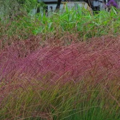 Овсянница АМЕТИСТОВАЯ в Слониме