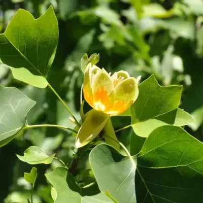 ЛИРИОДЕНДРОН тюльпанный в Слониме