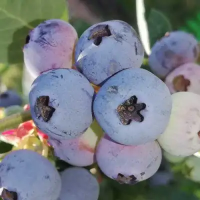 Голубика ХАРРИСОН в Слониме
