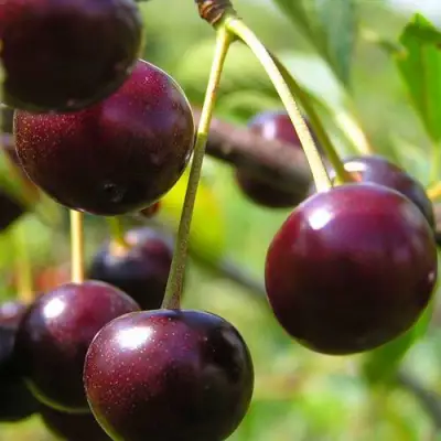 Вишня ЛИВЕНСКАЯ в Слониме