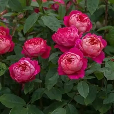 Роза БЕНДЖАМИН БРИТТЕН шраб в Слониме