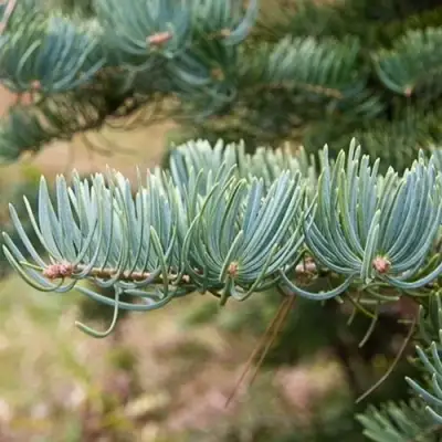 Пихта КОНКОЛОР в Слониме