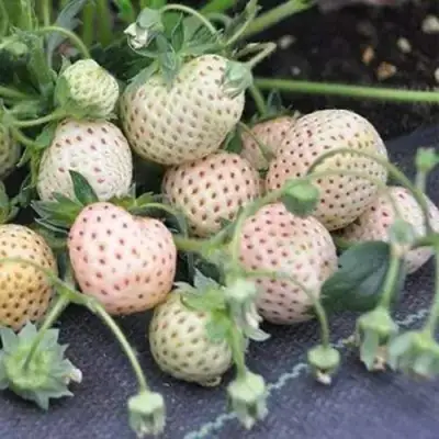 Клубника АНАНАСА ремонтантная в Слониме