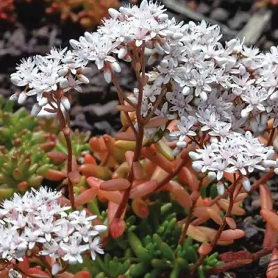 Очиток (седум) КОРАЛ КАРПЕТ белый в Слониме